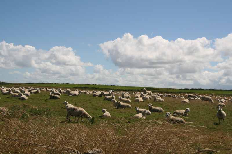 Nieuw-Zeeland 2011 - 1760